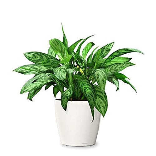 Chinese Evergreen